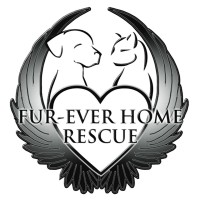 FurEver Home Rescue Of Minnesota logo